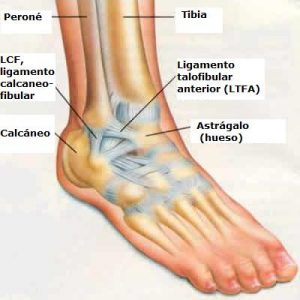 ligamentos y huesos del pie